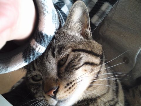 f:id:baba-neko:20151210192207j:plain f:id:baba-neko:20151210192207j:plain