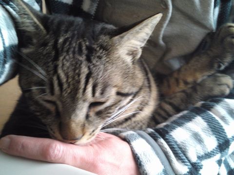 f:id:baba-neko:20151210192220j:plain f:id:baba-neko:20151210192220j:plain