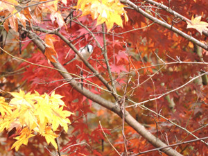 f:id:background-color:20141108181928j:plain f:id:background-color:20141108181928j:plain