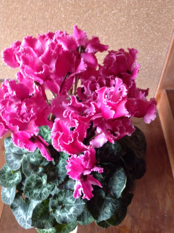 f:id:bambi_eco1020:20131208212917j:plain f:id:bambi_eco1020:20131208212917j:plain