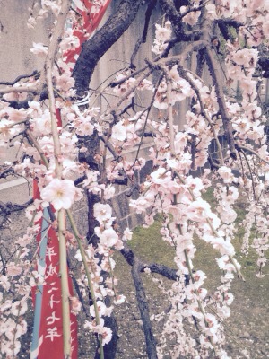 f:id:bambi_eco1020:20150317225657j:plain f:id:bambi_eco1020:20150317225657j:plain