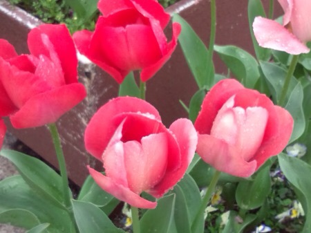 f:id:bambi_eco1020:20150407212255j:plain f:id:bambi_eco1020:20150407212255j:plain