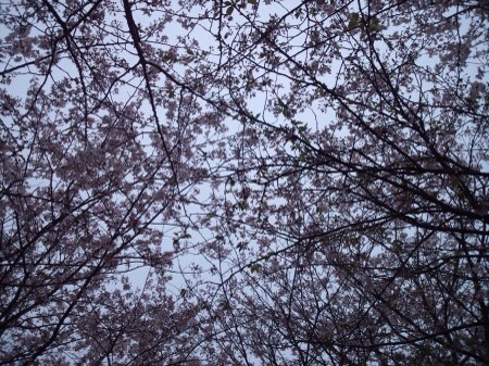 f:id:bambi_eco1020:20150407212742j:plain f:id:bambi_eco1020:20150407212742j:plain