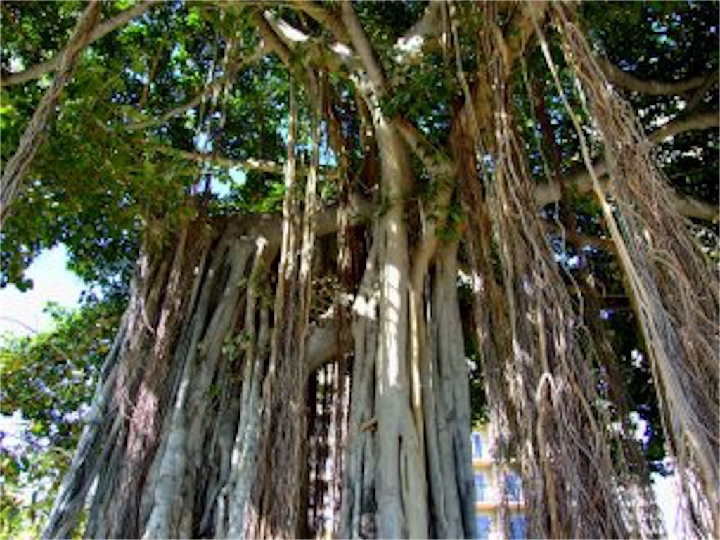 f:id:banyan-ballet:20160529164743j:image f:id:banyan-ballet:20160529164743j:image
