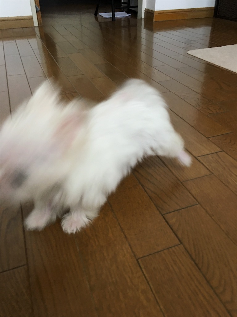 f:id:banyan-ballet:20160601083516j:image f:id:banyan-ballet:20160601083516j:image