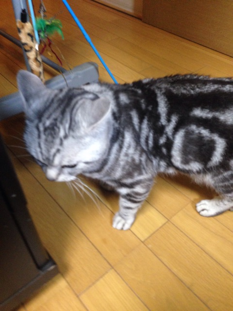 f:id:barzam154:20150220234617j:plain f:id:barzam154:20150220234617j:plain