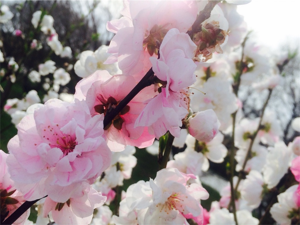 f:id:bassdra:20160404014255j:image f:id:bassdra:20160404014255j:image