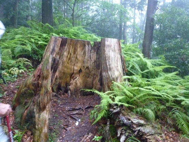 f:id:bata_sun:20160519165956j:plain f:id:bata_sun:20160519165956j:plain