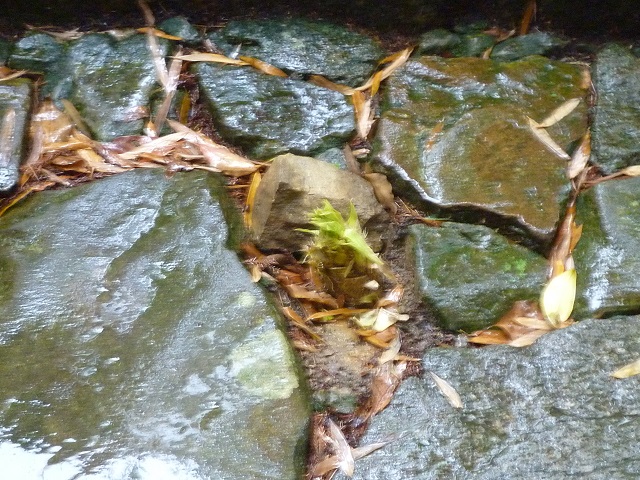 f:id:bata_sun:20160519170106j:plain f:id:bata_sun:20160519170106j:plain