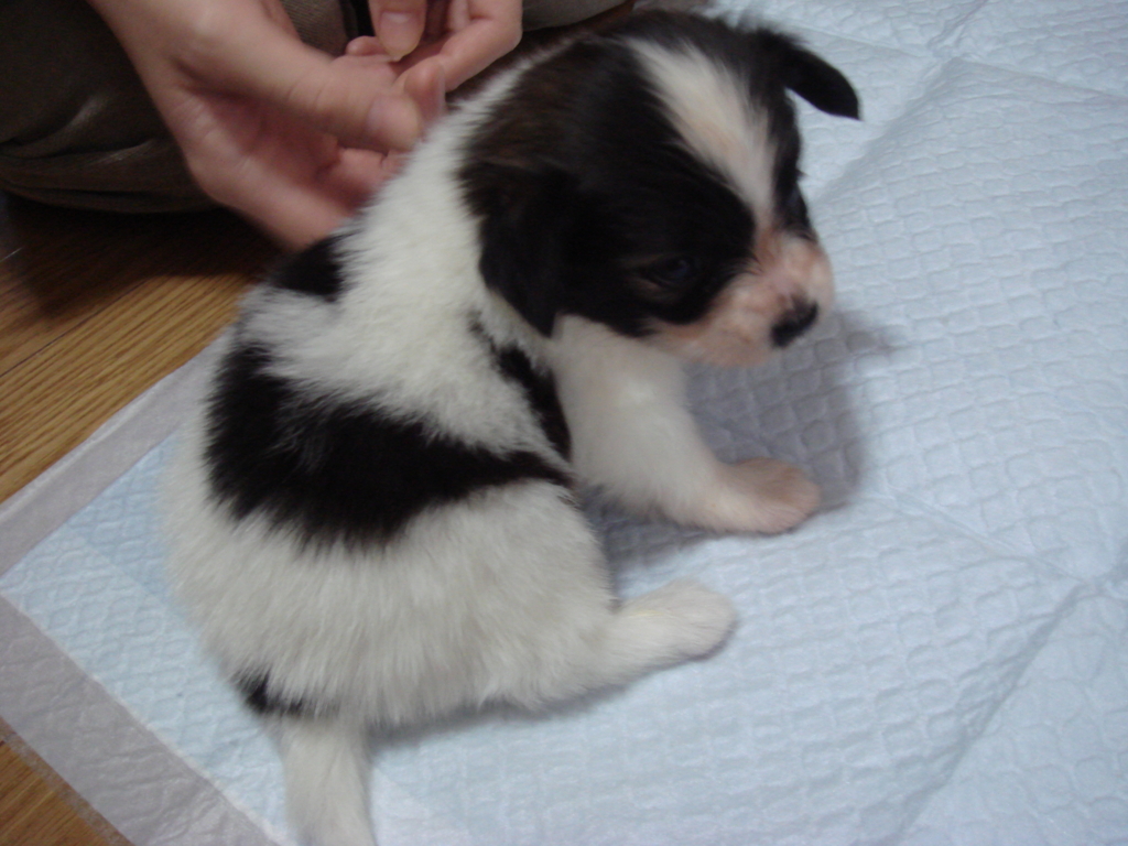 f:id:beaupapillon:20151223233559j:plain f:id:beaupapillon:20151223233559j:plain