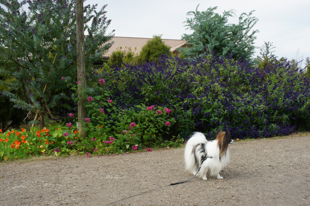 f:id:beaupapillon:20160110105225j:plain f:id:beaupapillon:20160110105225j:plain