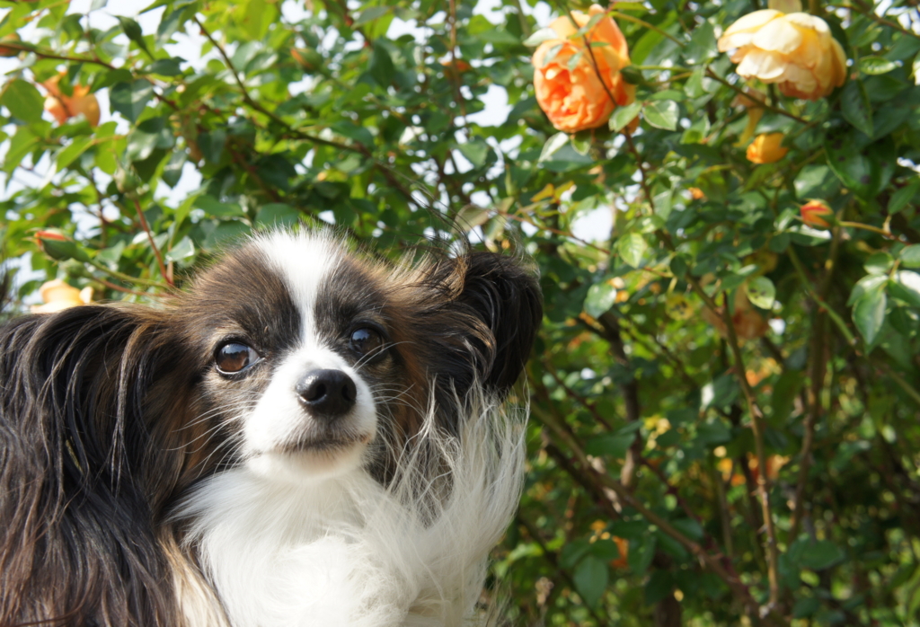 f:id:beaupapillon:20160208220801j:plain f:id:beaupapillon:20160208220801j:plain