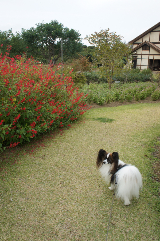 f:id:beaupapillon:20160208220923j:plain f:id:beaupapillon:20160208220923j:plain