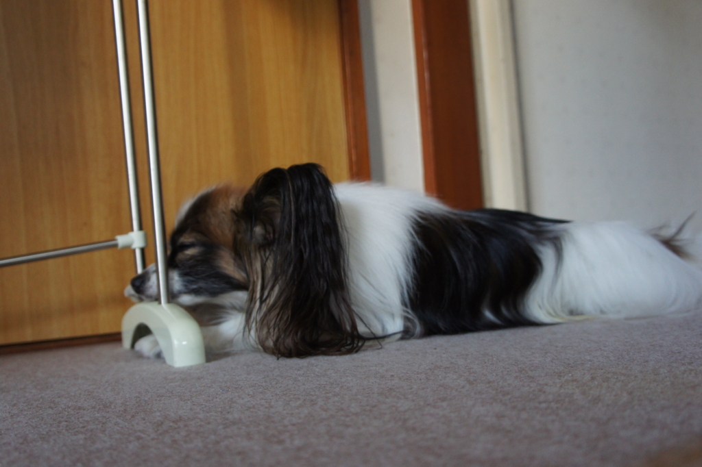 f:id:beaupapillon:20160227194425j:plain f:id:beaupapillon:20160227194425j:plain