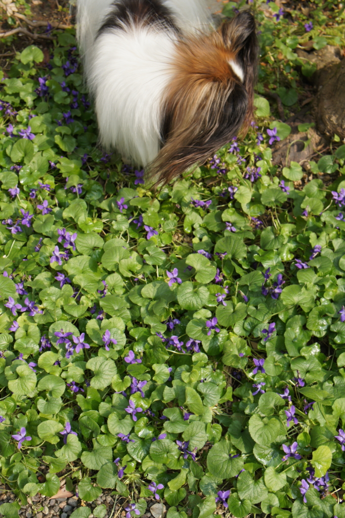 f:id:beaupapillon:20160227194615j:plain f:id:beaupapillon:20160227194615j:plain