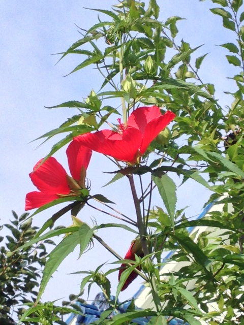 f:id:beauty-sky:20140725152842j:plain f:id:beauty-sky:20140725152842j:plain