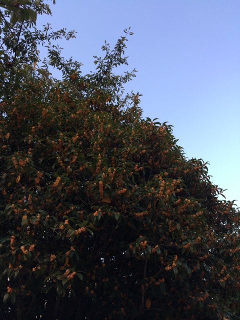 f:id:beauty-sky:20140929214154j:plain f:id:beauty-sky:20140929214154j:plain