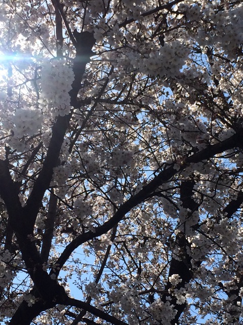 f:id:beauty-sky:20150327022116j:plain f:id:beauty-sky:20150327022116j:plain