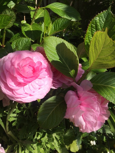 f:id:beauty-sky:20150414101811j:plain f:id:beauty-sky:20150414101811j:plain