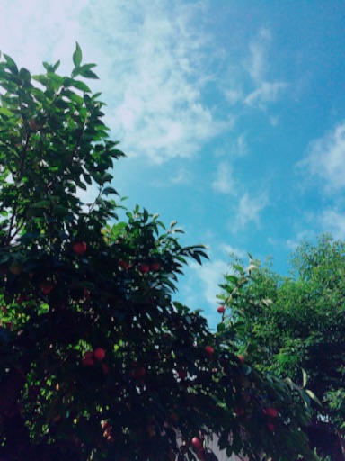f:id:beauty-sky:20151005023410j:image f:id:beauty-sky:20151005023410j:image