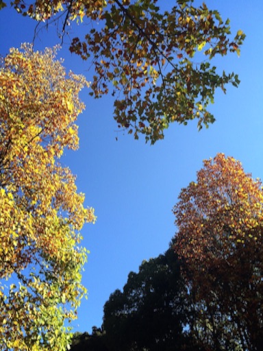 f:id:beauty-sky:20151111023151j:image f:id:beauty-sky:20151111023151j:image