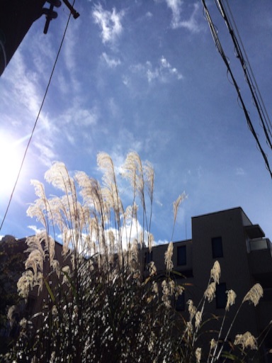f:id:beauty-sky:20151119125900j:image f:id:beauty-sky:20151119125900j:image