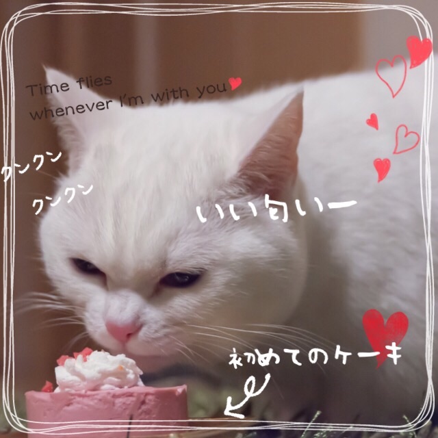f:id:belly0628:20150506235111j:image f:id:belly0628:20150506235111j:image