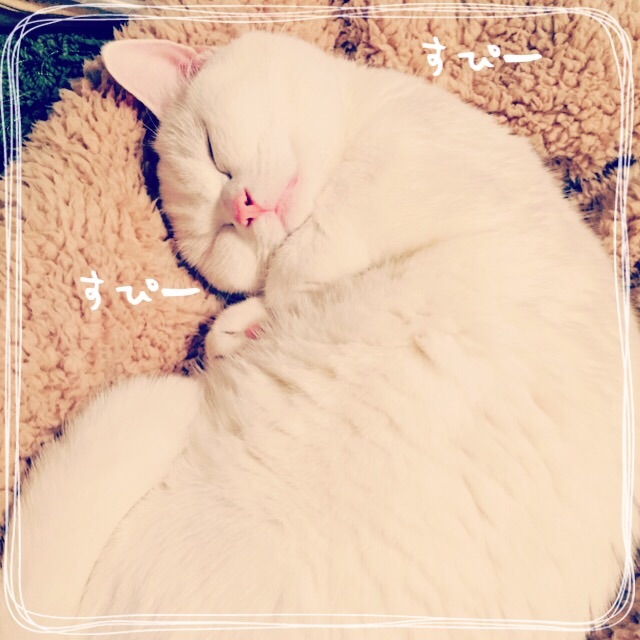 f:id:belly0628:20150509103912j:image f:id:belly0628:20150509103912j:image