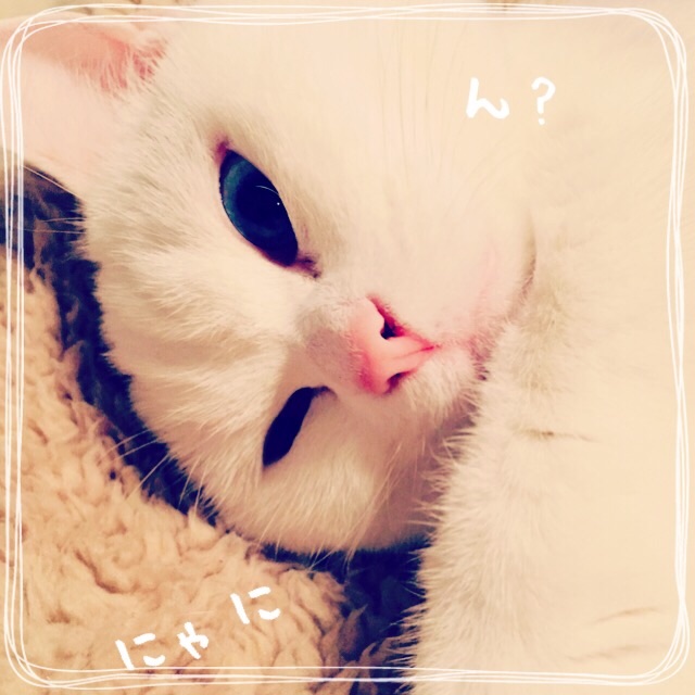 f:id:belly0628:20150509103923j:image f:id:belly0628:20150509103923j:image