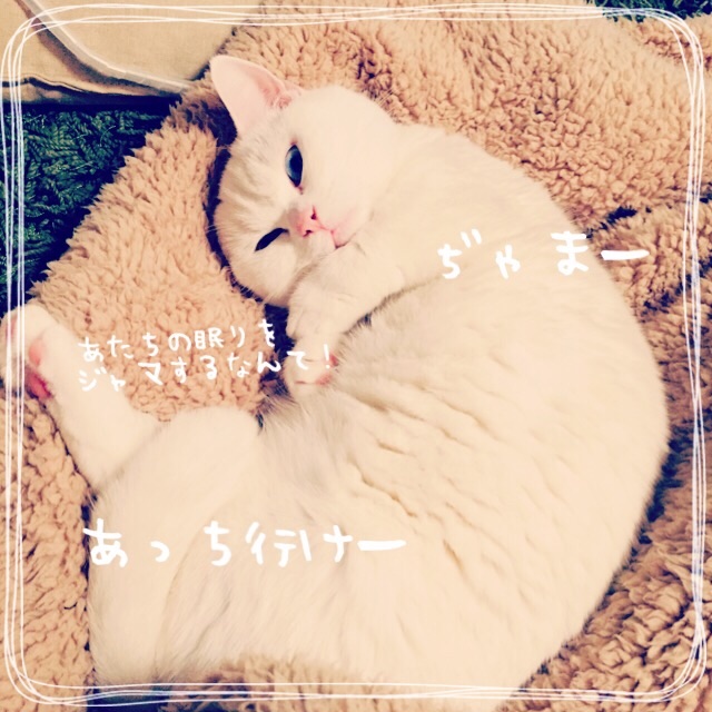 f:id:belly0628:20150509103934j:image f:id:belly0628:20150509103934j:image