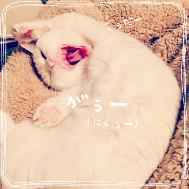 f:id:belly0628:20150509104002j:image f:id:belly0628:20150509104002j:image
