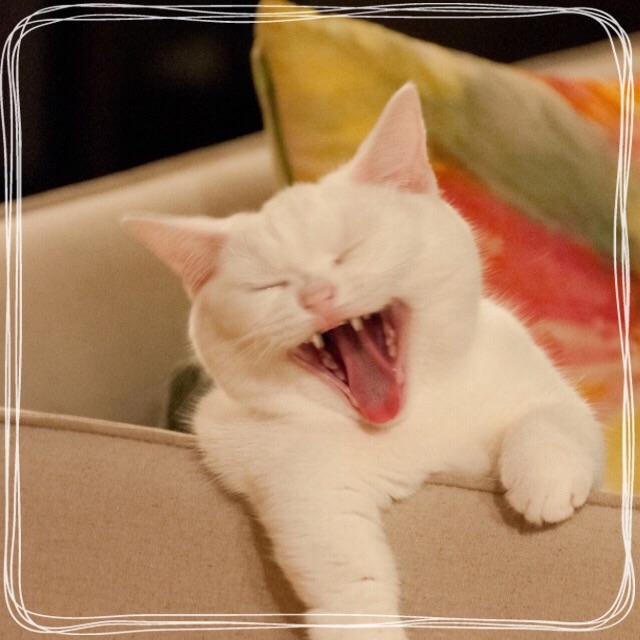f:id:belly0628:20150510171227j:image f:id:belly0628:20150510171227j:image