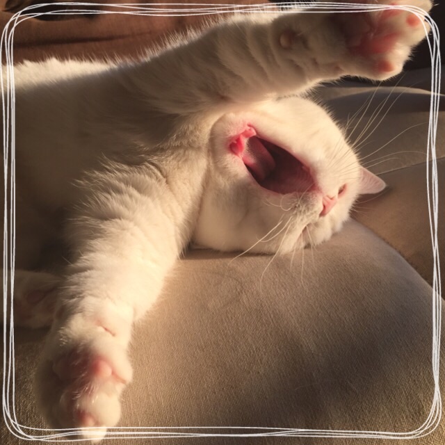 f:id:belly0628:20150510171235j:image f:id:belly0628:20150510171235j:image