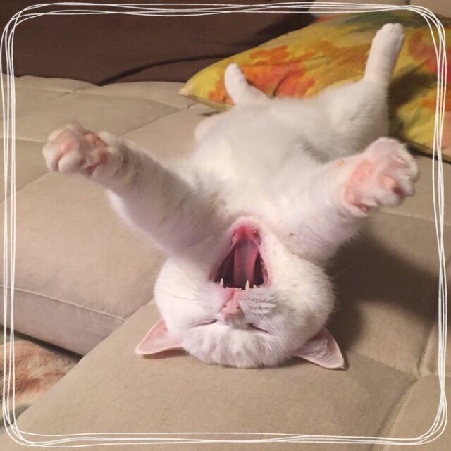 f:id:belly0628:20150510171243j:image f:id:belly0628:20150510171243j:image