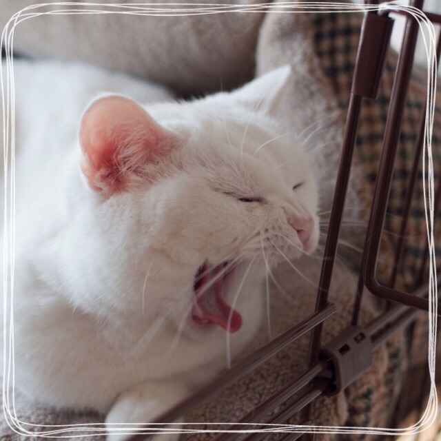 f:id:belly0628:20150510171304j:image f:id:belly0628:20150510171304j:image