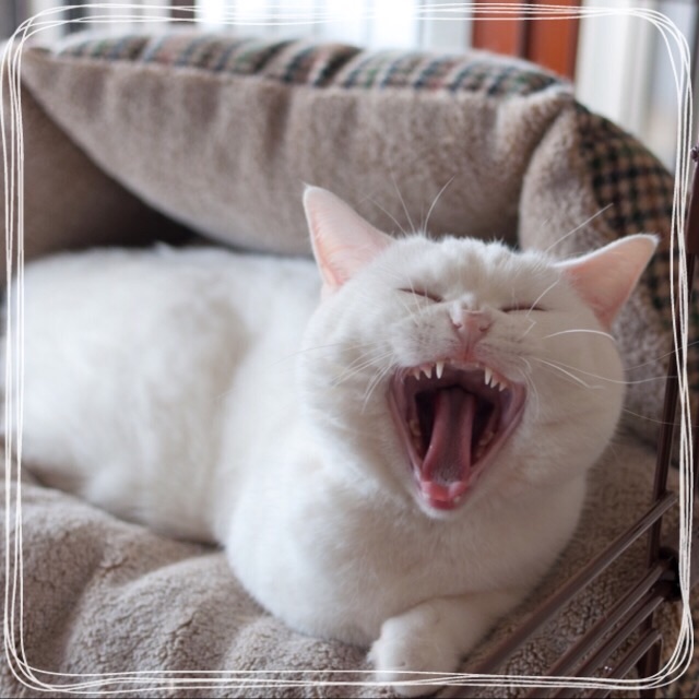 f:id:belly0628:20150510171313j:image f:id:belly0628:20150510171313j:image