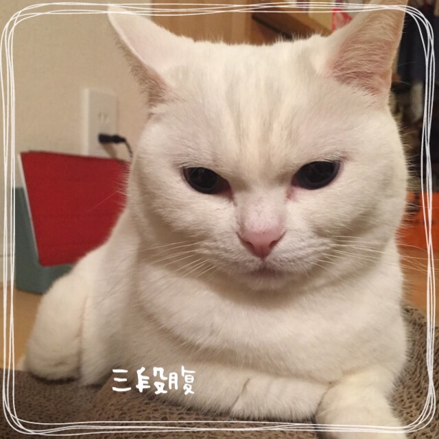 f:id:belly0628:20150514220741j:image f:id:belly0628:20150514220741j:image