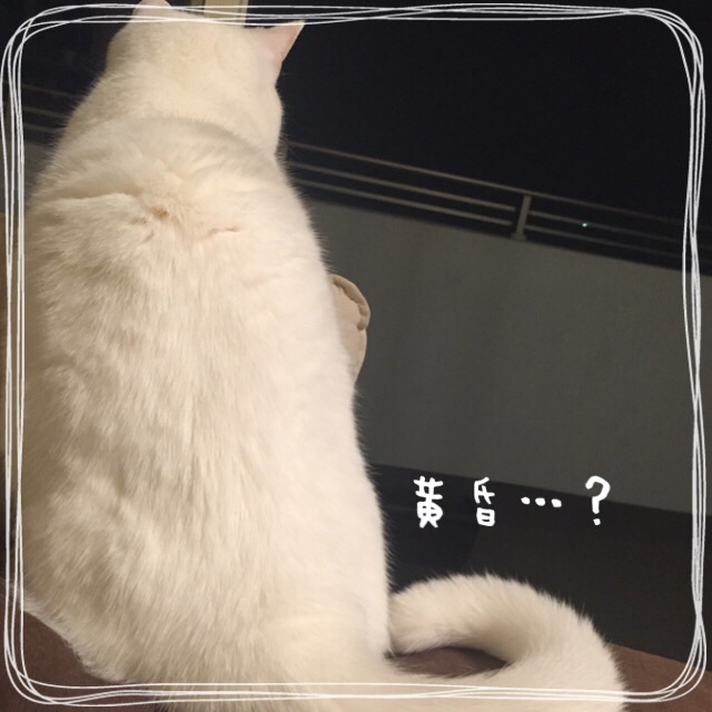 f:id:belly0628:20150514221301j:image f:id:belly0628:20150514221301j:image