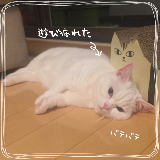 f:id:belly0628:20150514221428j:image f:id:belly0628:20150514221428j:image