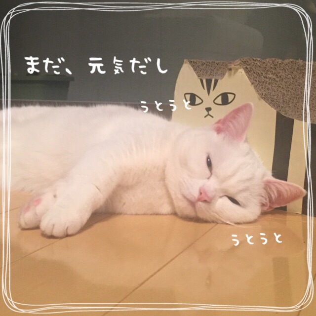 f:id:belly0628:20150514221454j:image f:id:belly0628:20150514221454j:image