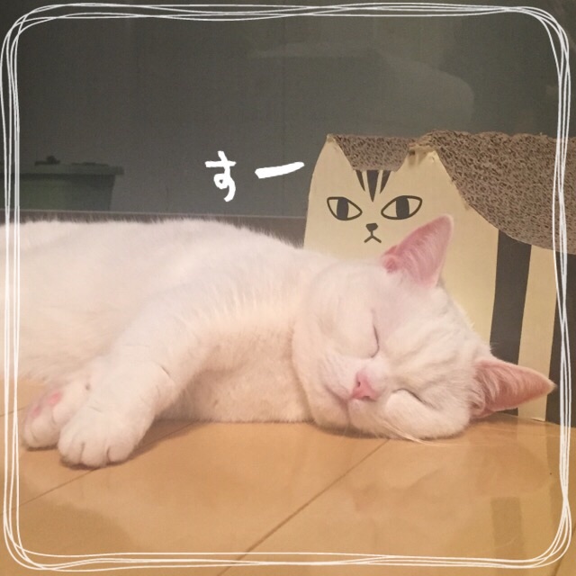 f:id:belly0628:20150514221516j:image f:id:belly0628:20150514221516j:image