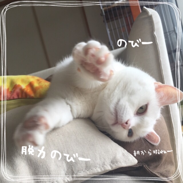 f:id:belly0628:20150517114955j:image f:id:belly0628:20150517114955j:image