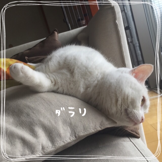f:id:belly0628:20150517115017j:image f:id:belly0628:20150517115017j:image