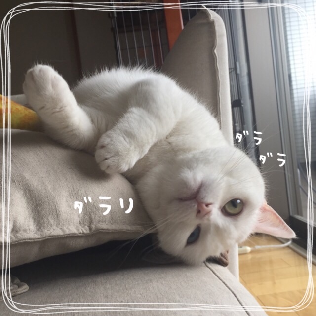 f:id:belly0628:20150517115039j:image f:id:belly0628:20150517115039j:image