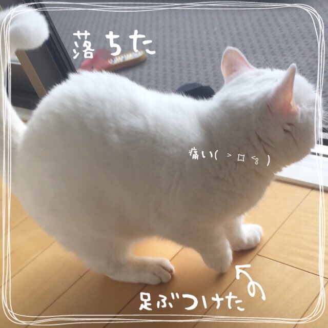 f:id:belly0628:20150517115330j:image f:id:belly0628:20150517115330j:image