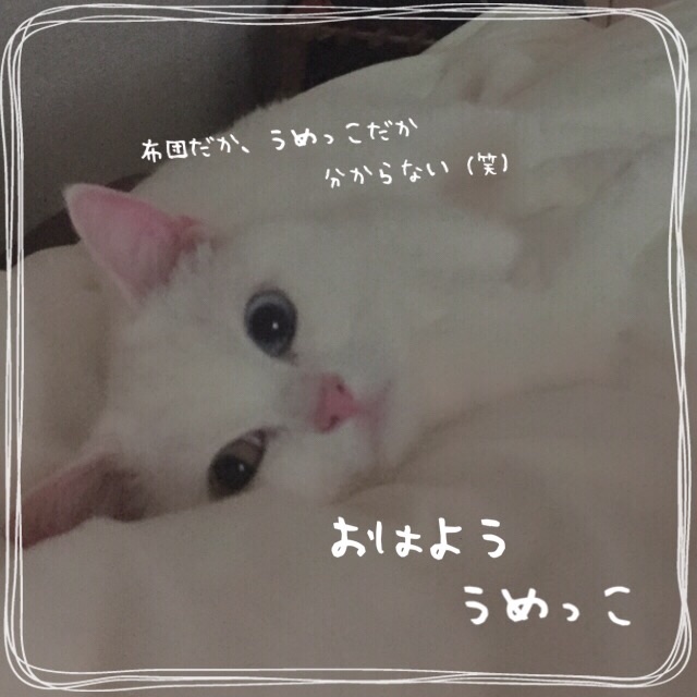 f:id:belly0628:20150517152505j:image f:id:belly0628:20150517152505j:image