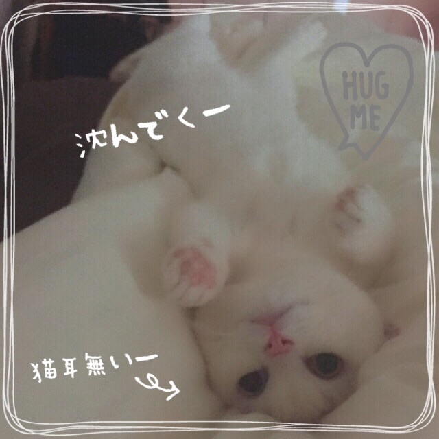 f:id:belly0628:20150517195609j:image f:id:belly0628:20150517195609j:image