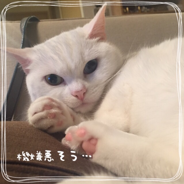 f:id:belly0628:20150518230513j:image f:id:belly0628:20150518230513j:image