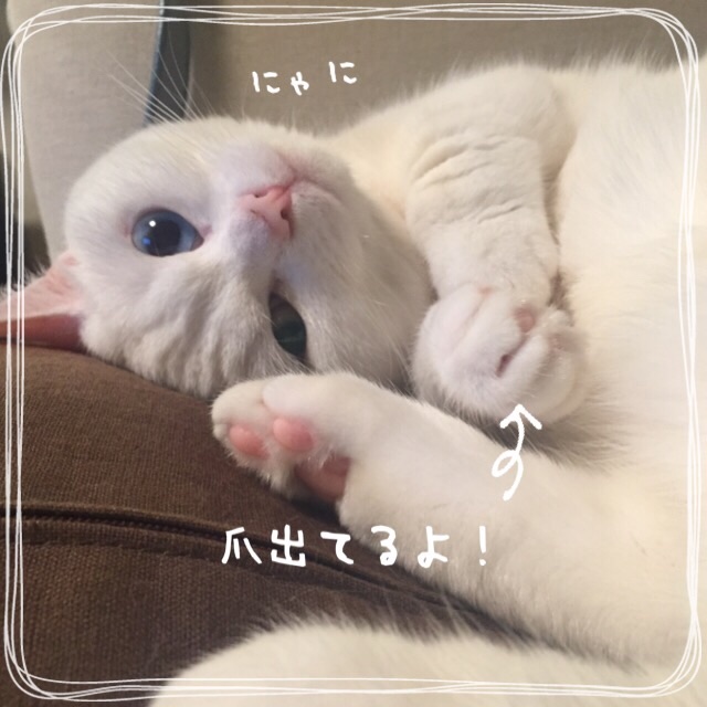 f:id:belly0628:20150518230556j:image f:id:belly0628:20150518230556j:image