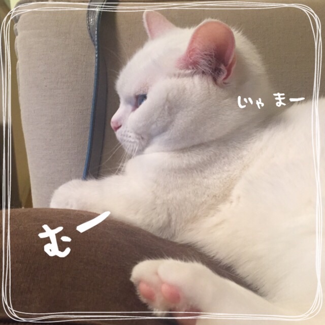 f:id:belly0628:20150518230919j:image f:id:belly0628:20150518230919j:image